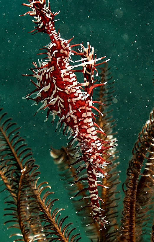 Sipadan_2015_Poisson fantome arlequin_Solenostomus paradoxus_IMG_2873_rc.jpg